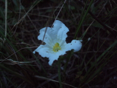 Nierembergia rigida