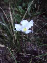 Nierembergia rigida