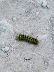 Lophocampa bicolor