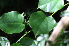 Streptothamnus moorei
