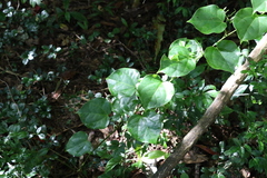 Streptothamnus moorei