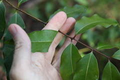 Syzygium crebrinerve