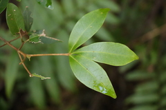 Acronychia suberosa