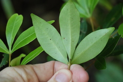 Acronychia suberosa