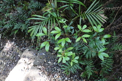Acronychia suberosa
