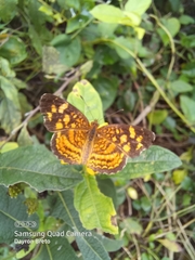 Anthanassa frisia