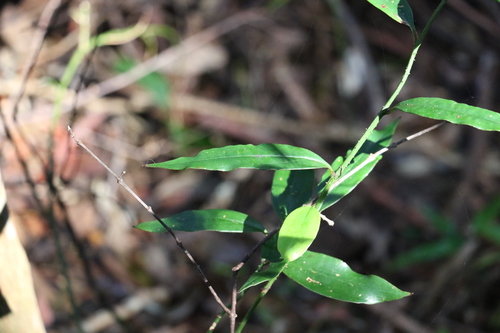 Image of Petermannia (Petermannia cirrosa) by (c) Greg Tasney, some rights reserved (CC BY-SA)