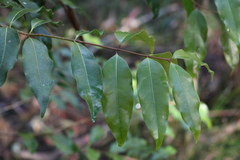 Syzygium crebrinerve