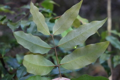 Syzygium crebrinerve