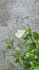Leptosia nina