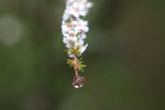 Taxandria parviceps