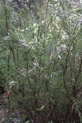 Taxandria parviceps