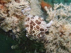 Gunn's Leatherjacket photo 5