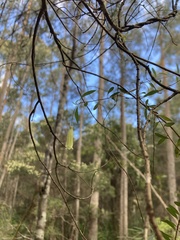 Billardiera longiflora