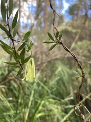 Billardiera longiflora