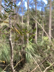 Billardiera longiflora