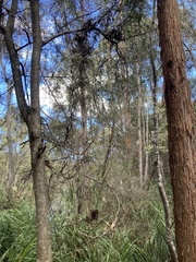 Billardiera longiflora