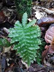 Trichomanes pinnatum