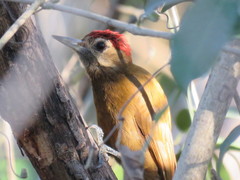 Smoky-Brown Woodpecker photo 5