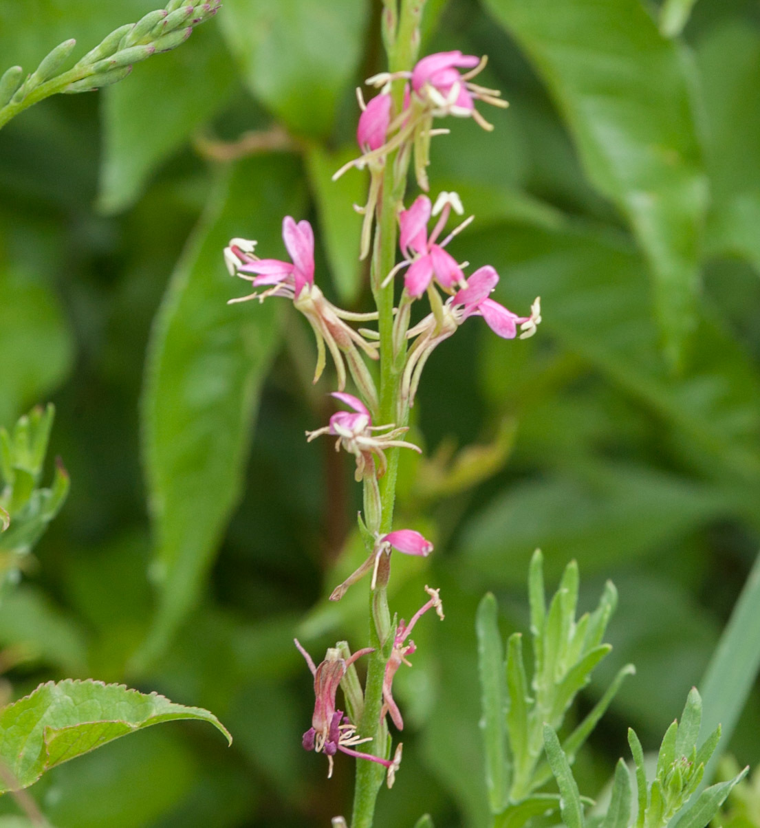 Oenothera sinuosa