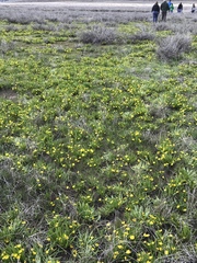 Ranunculus alismifolius