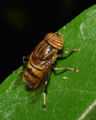 Eristalinus quinquelineatus
