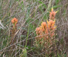 Castilleja lindheimeri