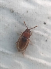 Atomaria lewisi