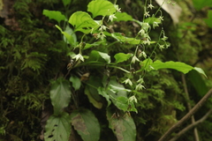 Omphalodes cappadocica