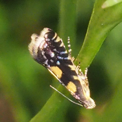 Glyphipterigidae