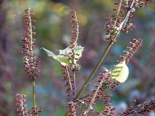 Perilla frutescens