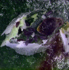 Anoplaspis metrosideri