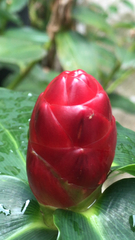 Costus woodsonii