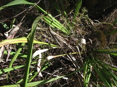 Dianella brevipedunculata