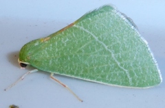 Chlorosea roseitacta