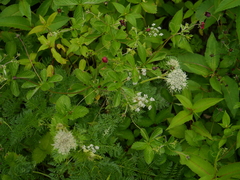 Selinum