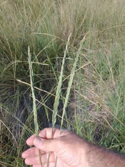 Elymus scabrifolius