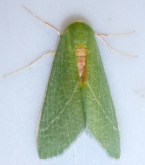 Chlorosea roseitacta