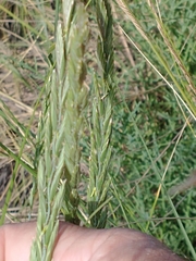 Elymus scabrifolius