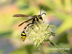 Phimenes flavopictus formosanus
