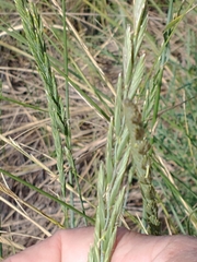 Elymus scabrifolius