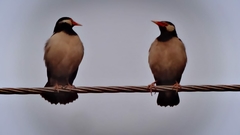 Gracupica contra