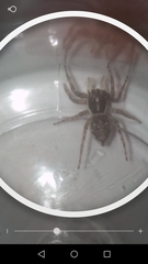 Menemerus semilimbatus