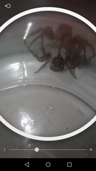 Menemerus semilimbatus