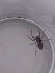 Menemerus semilimbatus