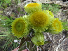 Helichrysum foetidum