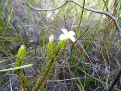 Lachnaea grandiflora