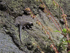 Sceloporus palaciosi