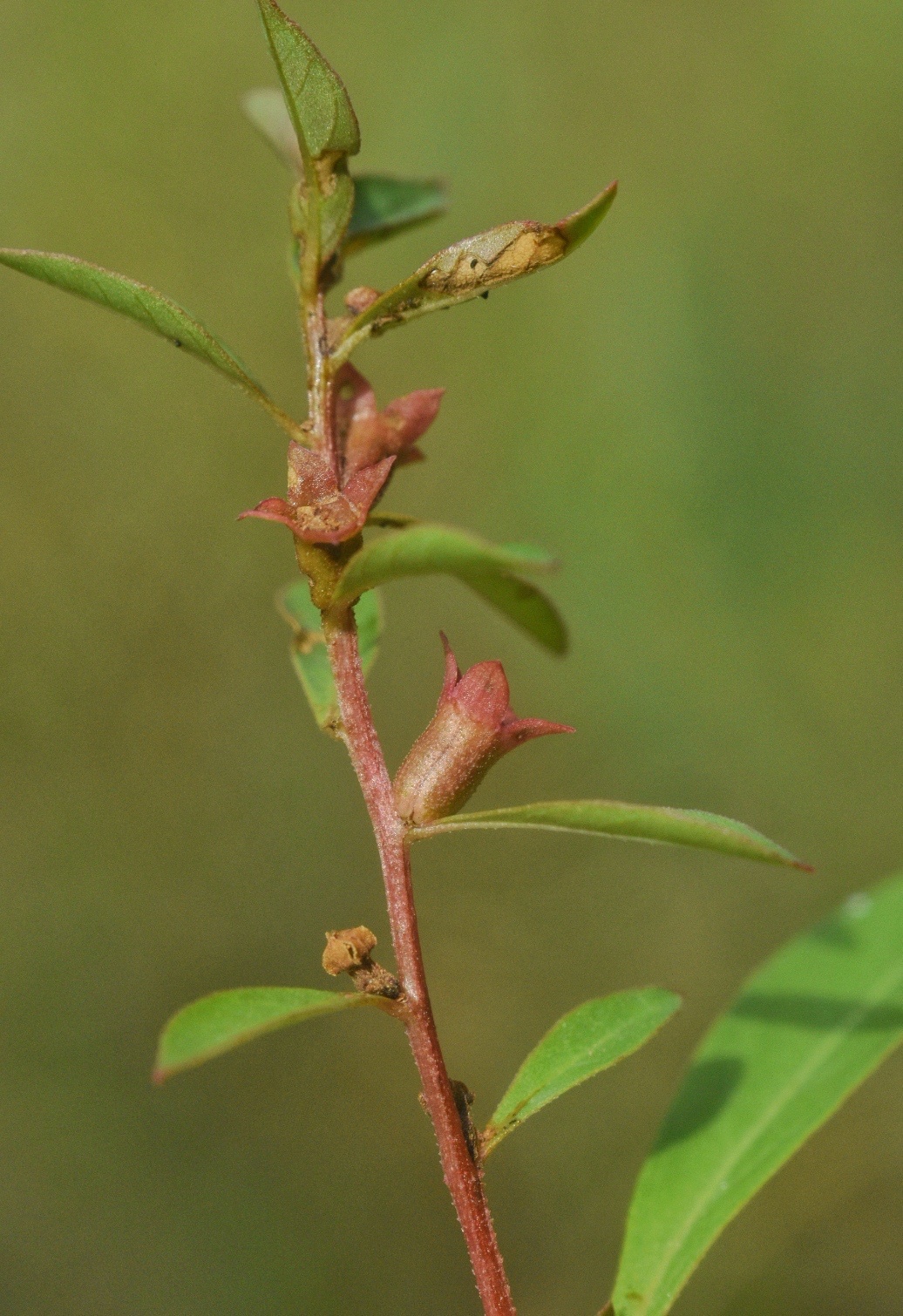 Ludwigia glandulosa ssp. brachycarpa