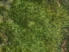 Paraleucobryum longifolium